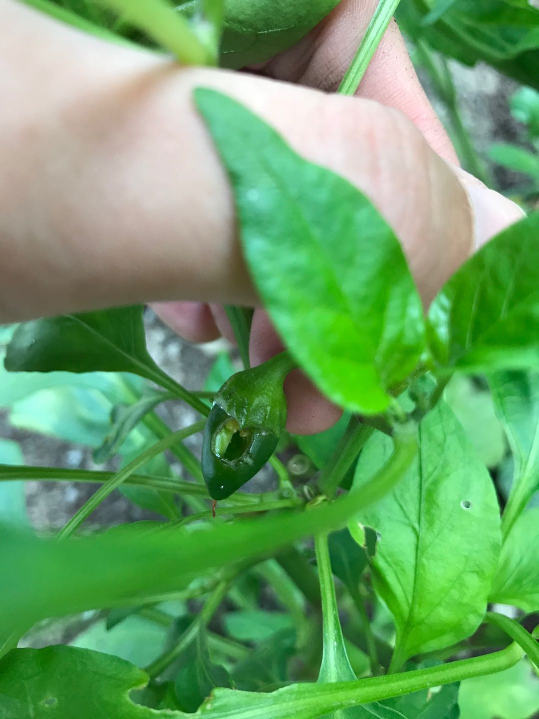 plant health holes in bell pepper Gardening & Landscaping Stack