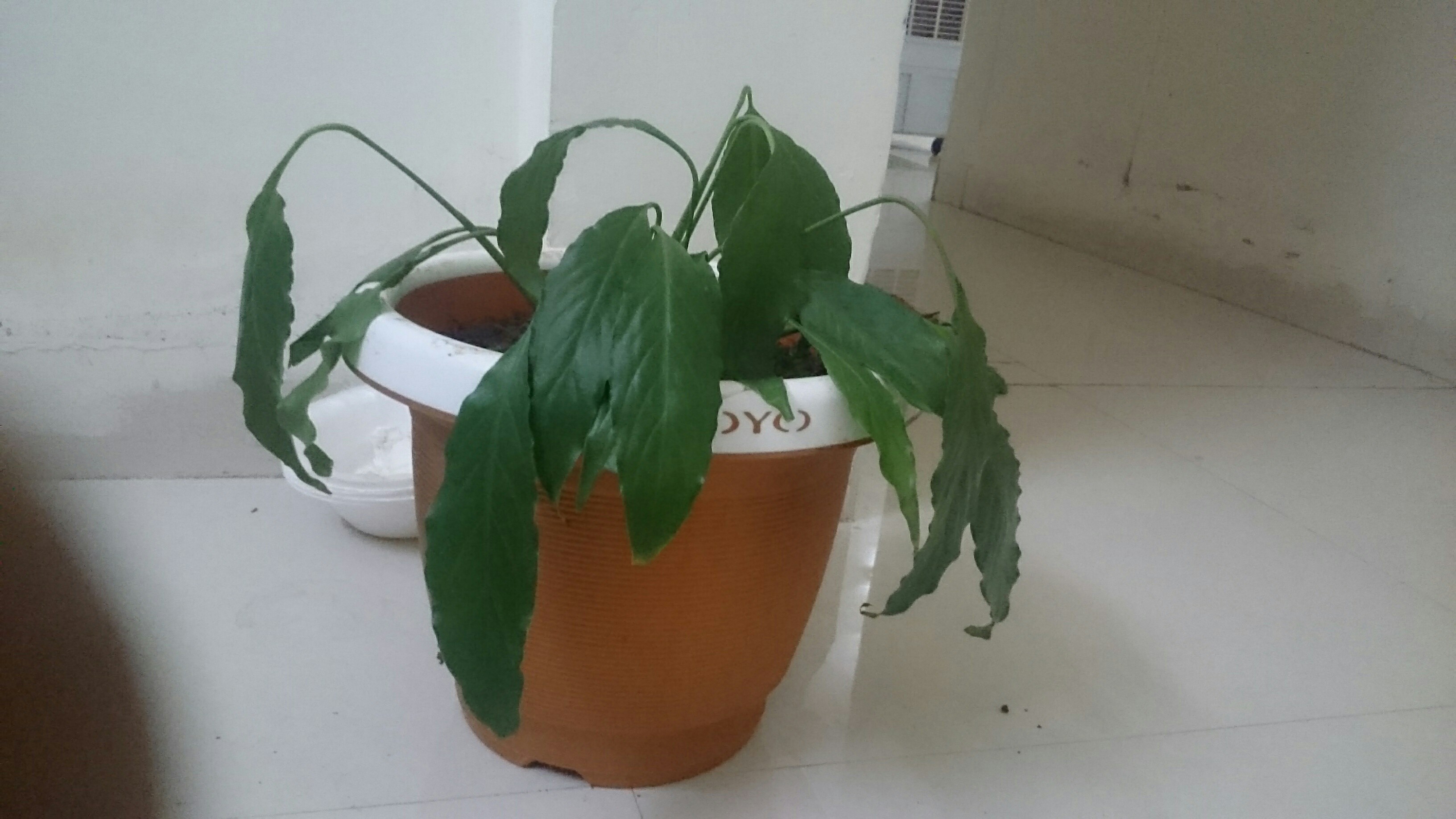 houseplants Droopy peace lily Gardening & Landscaping Stack Exchange
