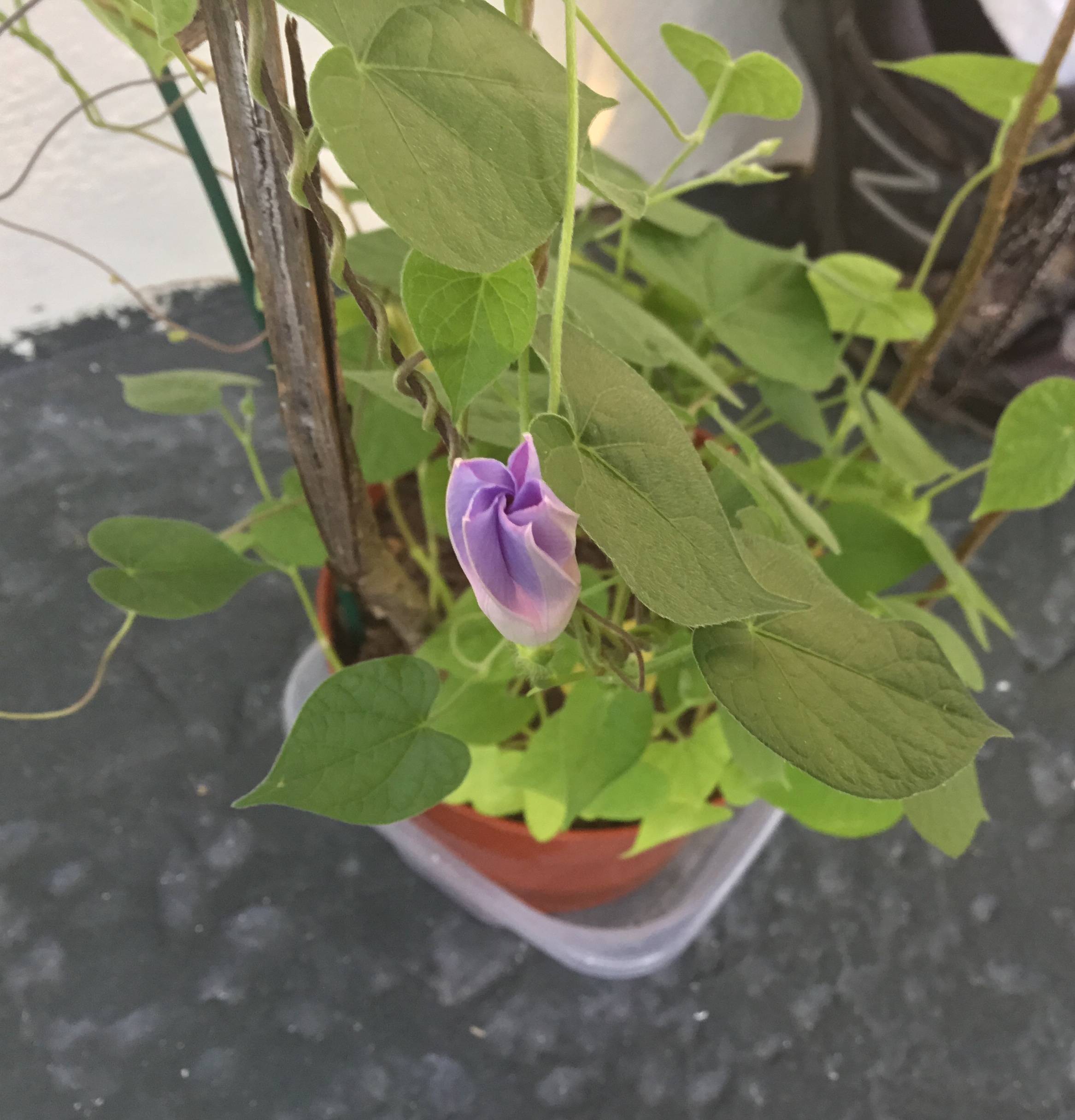 plant health What is attacking my morning glories and how do I get