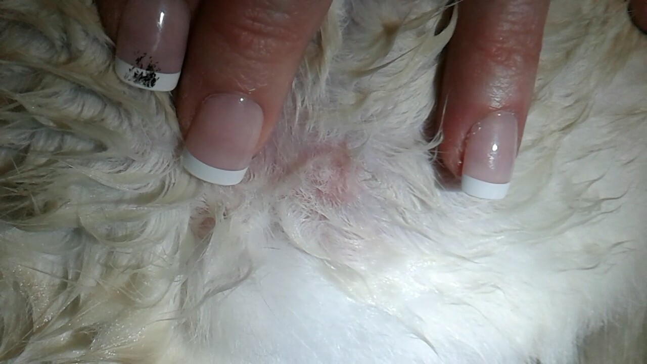 Fluid Filled Sebaceous Cyst Cat Pictures