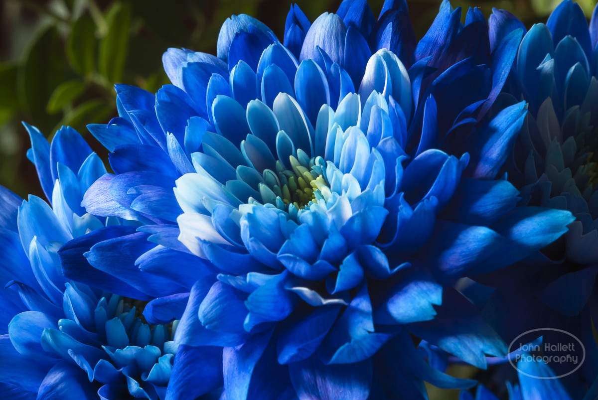 Naturally Blue Flowers