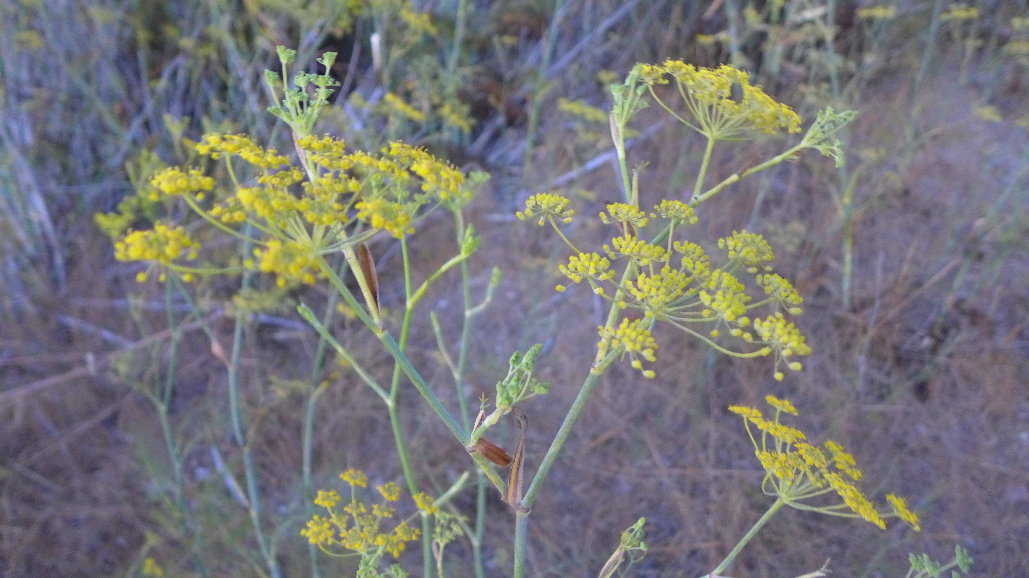 identification Can someone help me identify this type of fennel