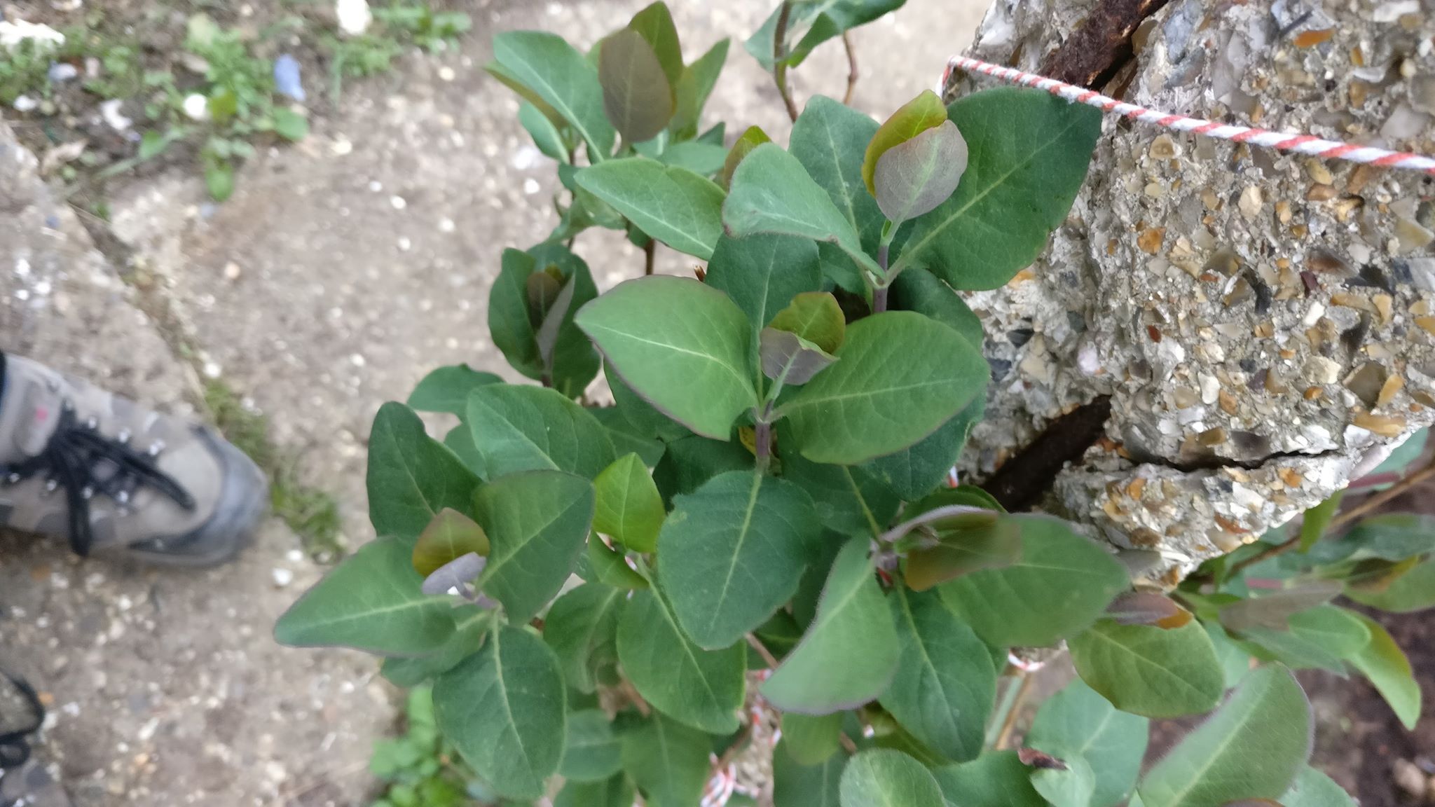 diagnosis Why are my newly planted Honeysuckle leaves turning purple