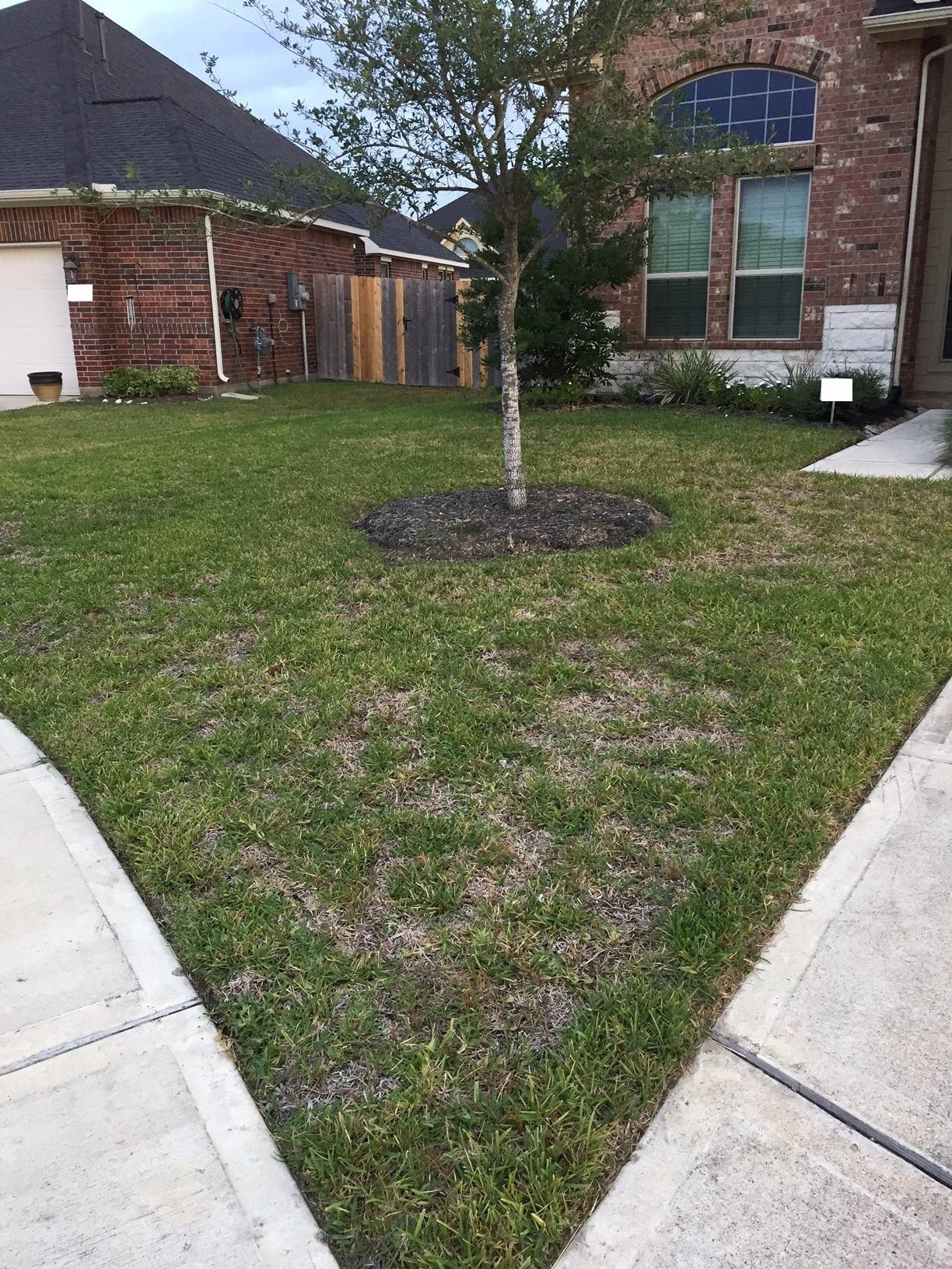 diagnosis How should I treat brown patches in my St. Augustine grass