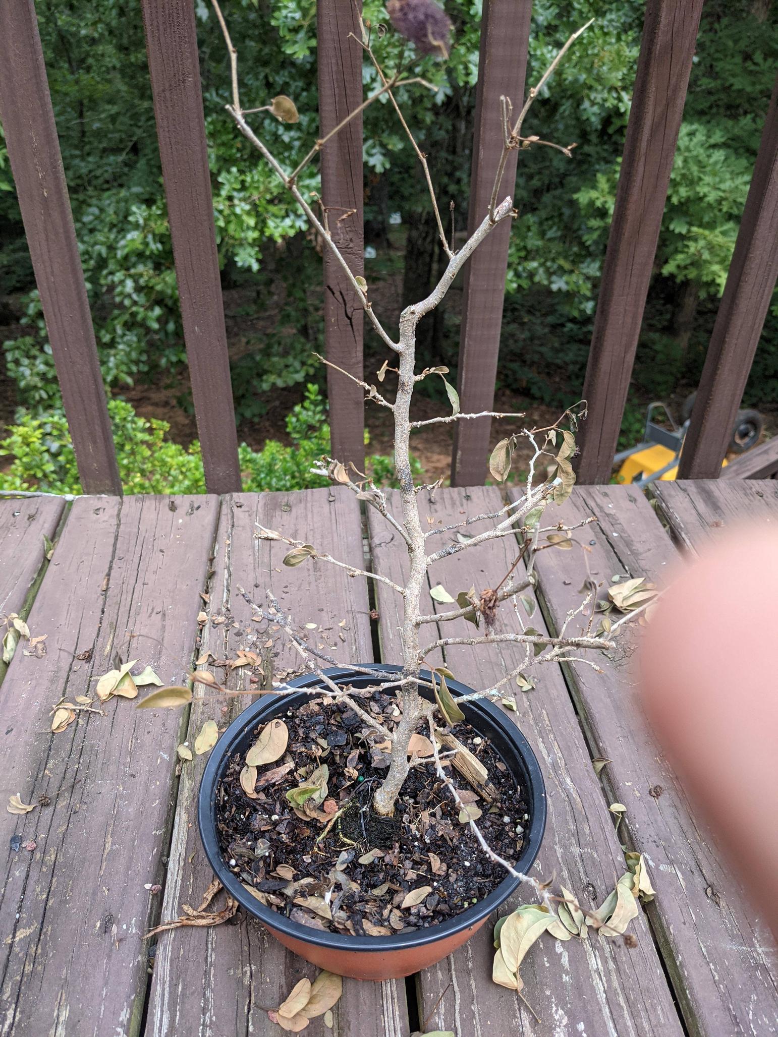 watering Saving an Underwatered Bonsai Gardening & Landscaping