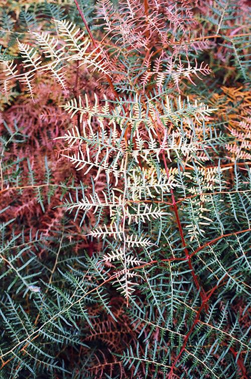 identification What is this fernlike plant with red stems and green