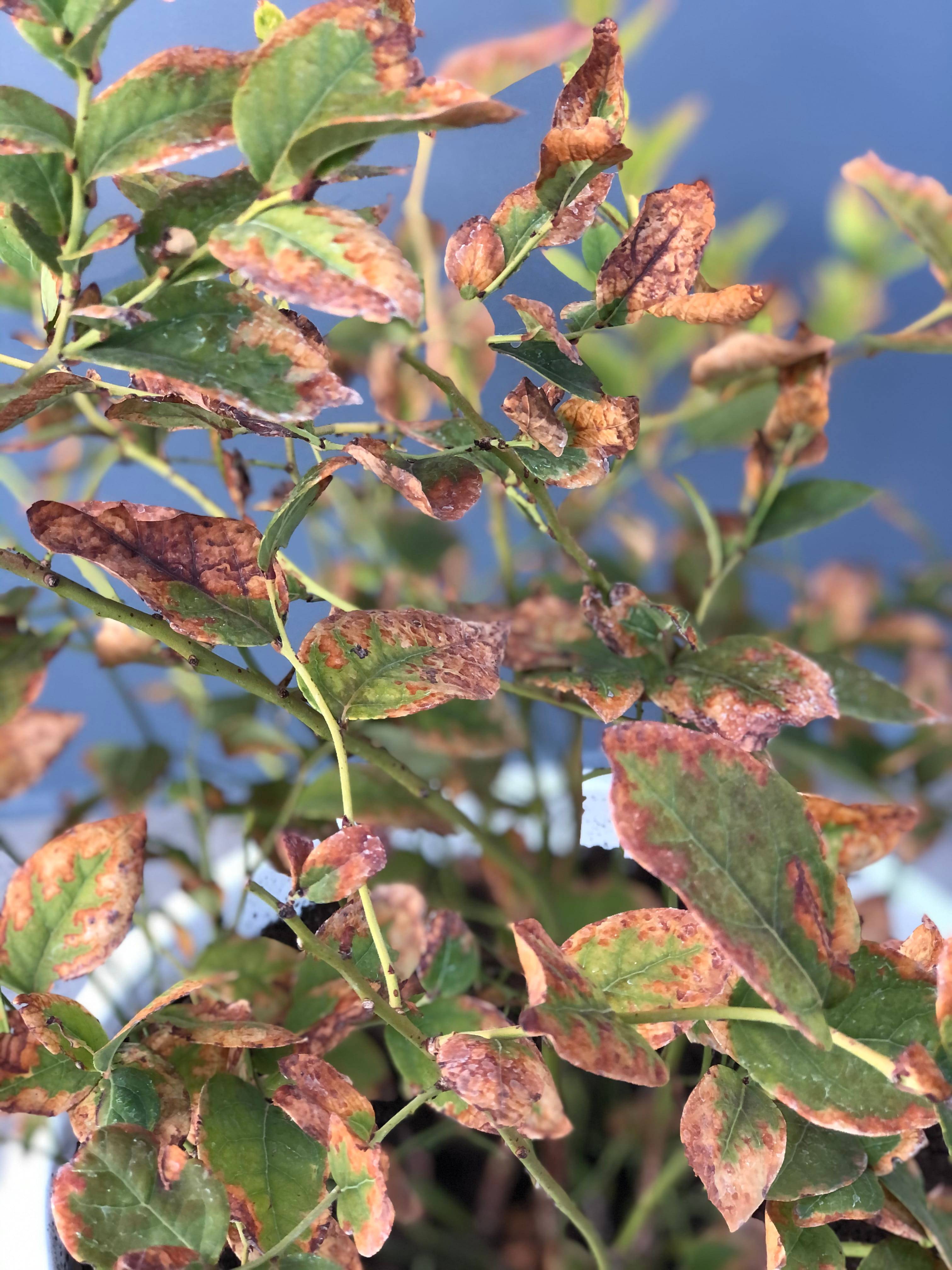 potting soil Dying Blueberries Burned Leaves Gardening
