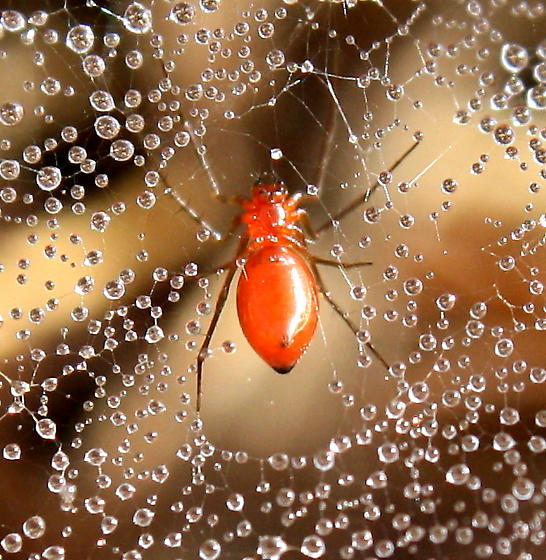 species identification Hundreds of Red Spiders in Individual Webs