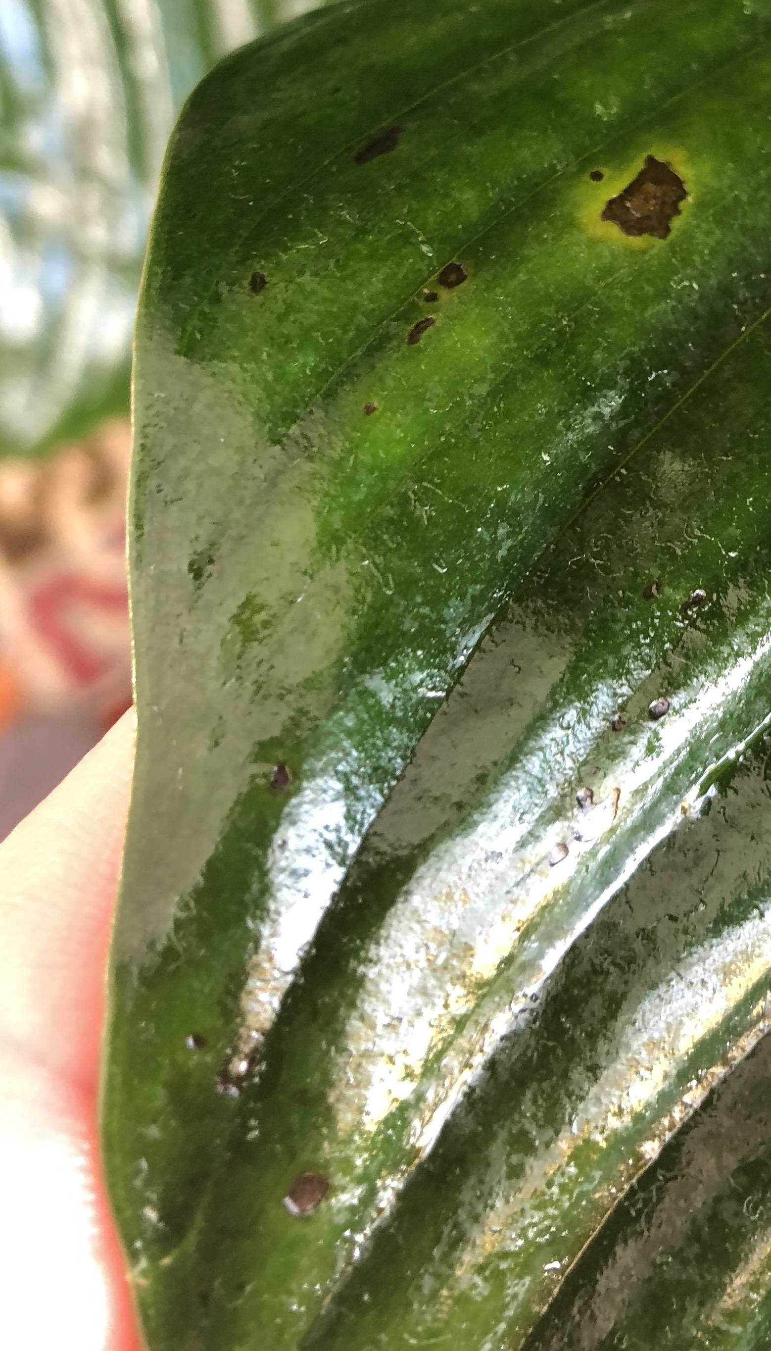 diagnosis Black spots peace lily Gardening & Landscaping Stack Exchange