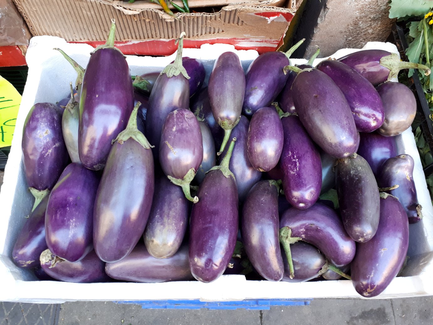 identification What's the name of this small purple eggplant cultivar
