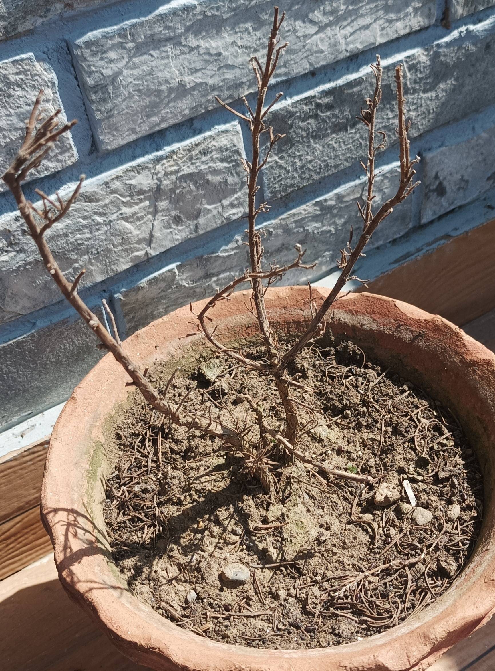 water What's happening to my rosemary plant is it dying? Gardening
