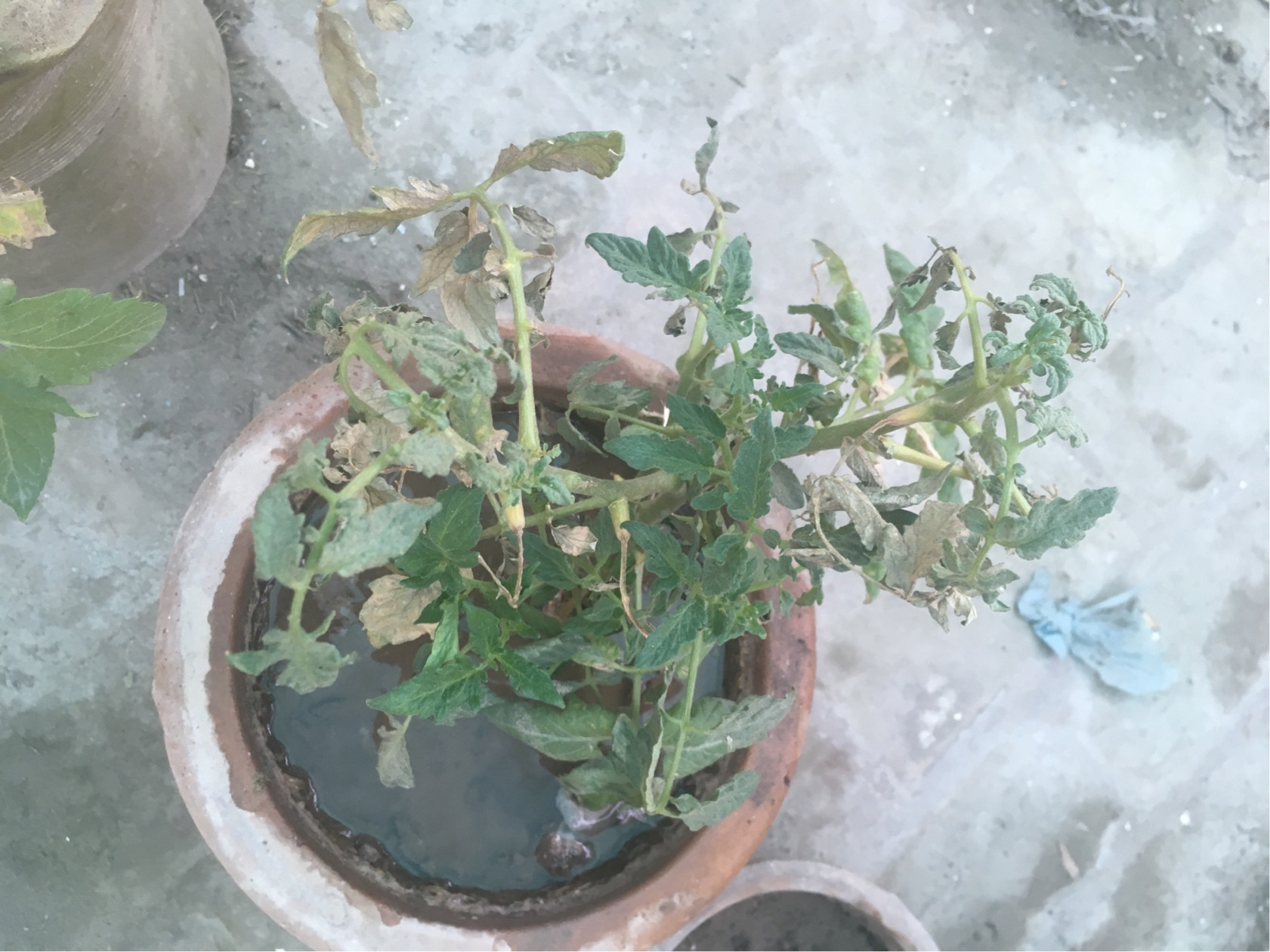 tomatoes Why my tomato plant branches dry? Gardening