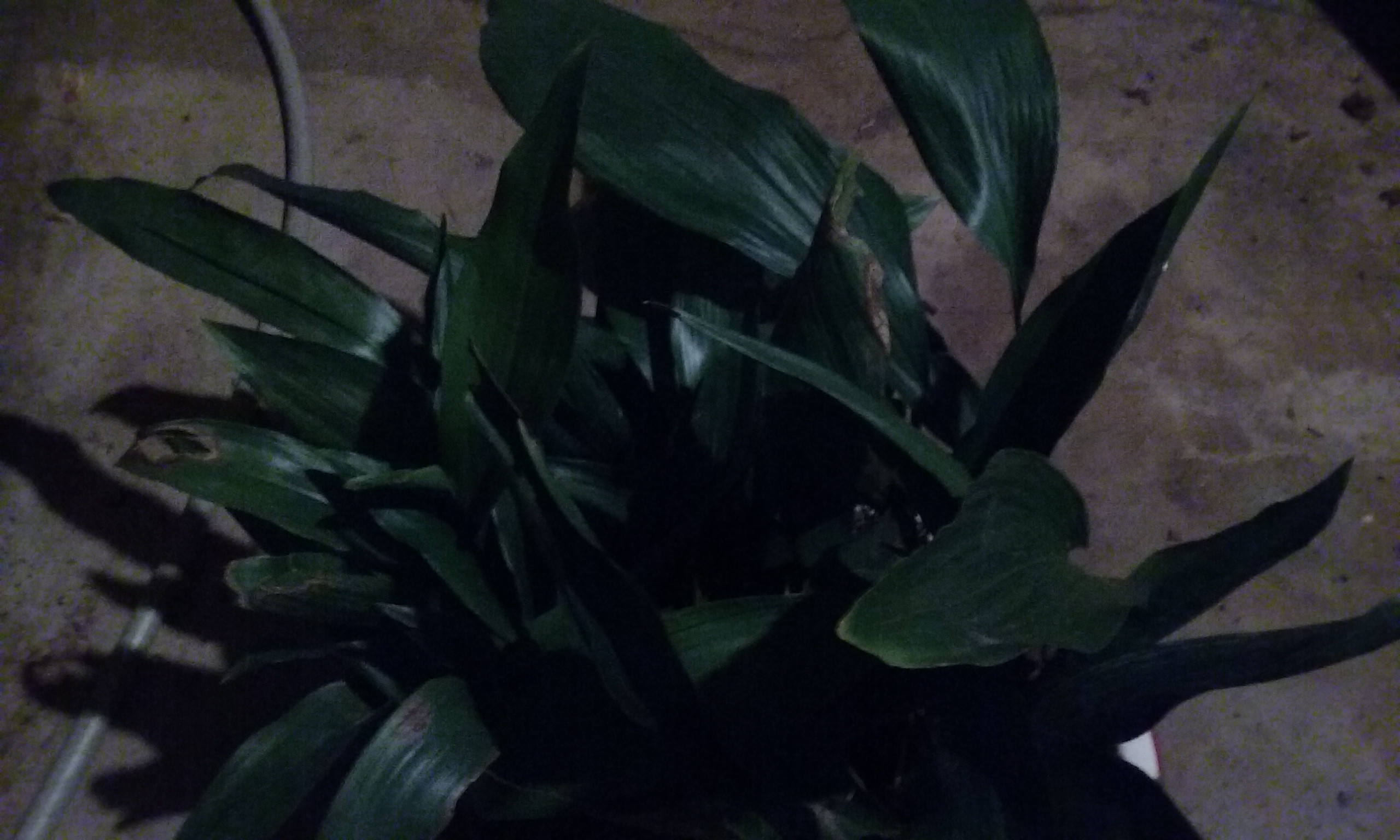 identification What plant looks like a Peace Lily but has no flowers