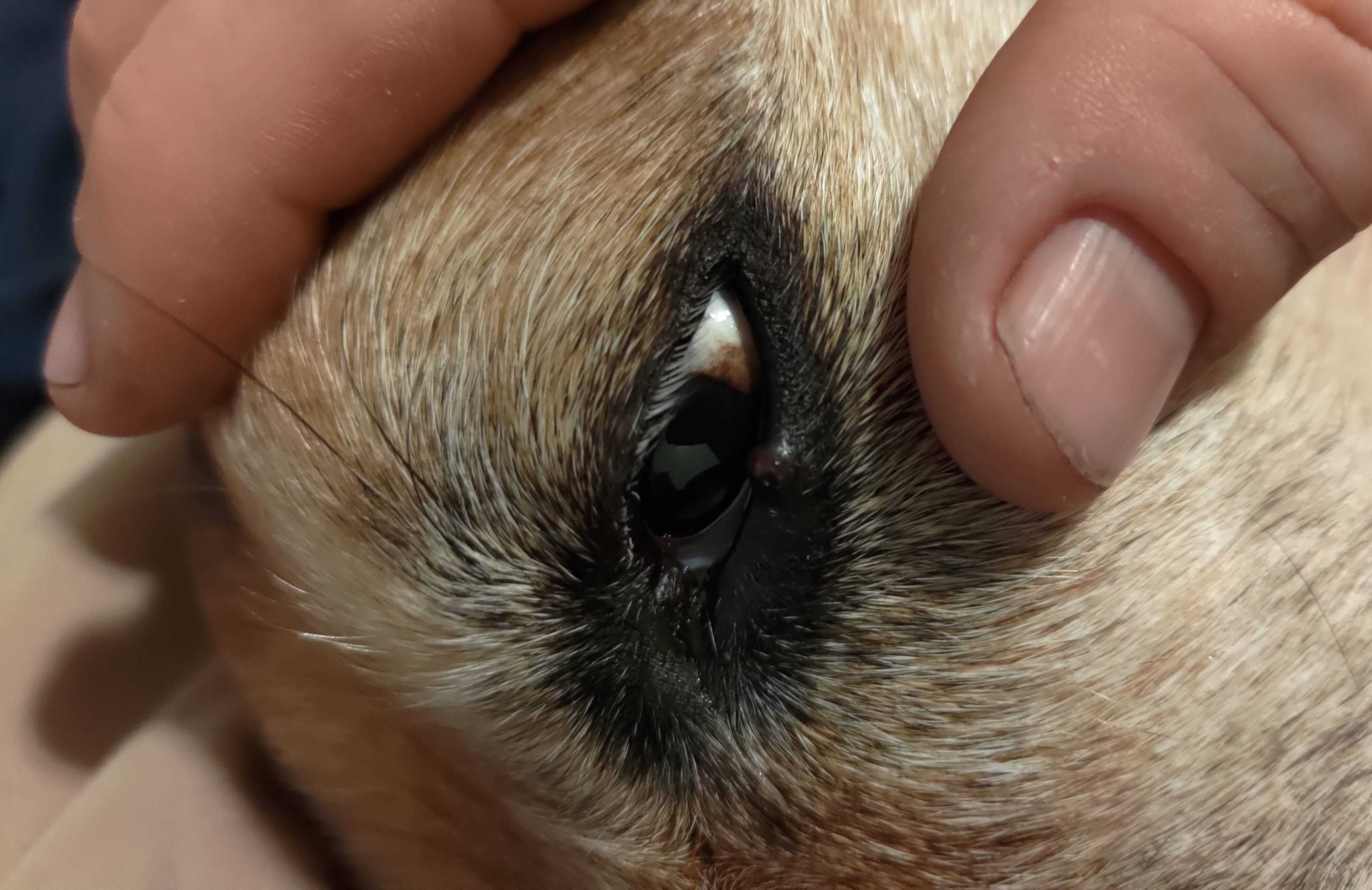Dog has a lump on eyelid Pets Stack Exchange