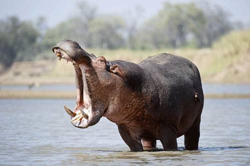 zoology Why Crocodiles don't eat Hippos? Biology Stack Exchange