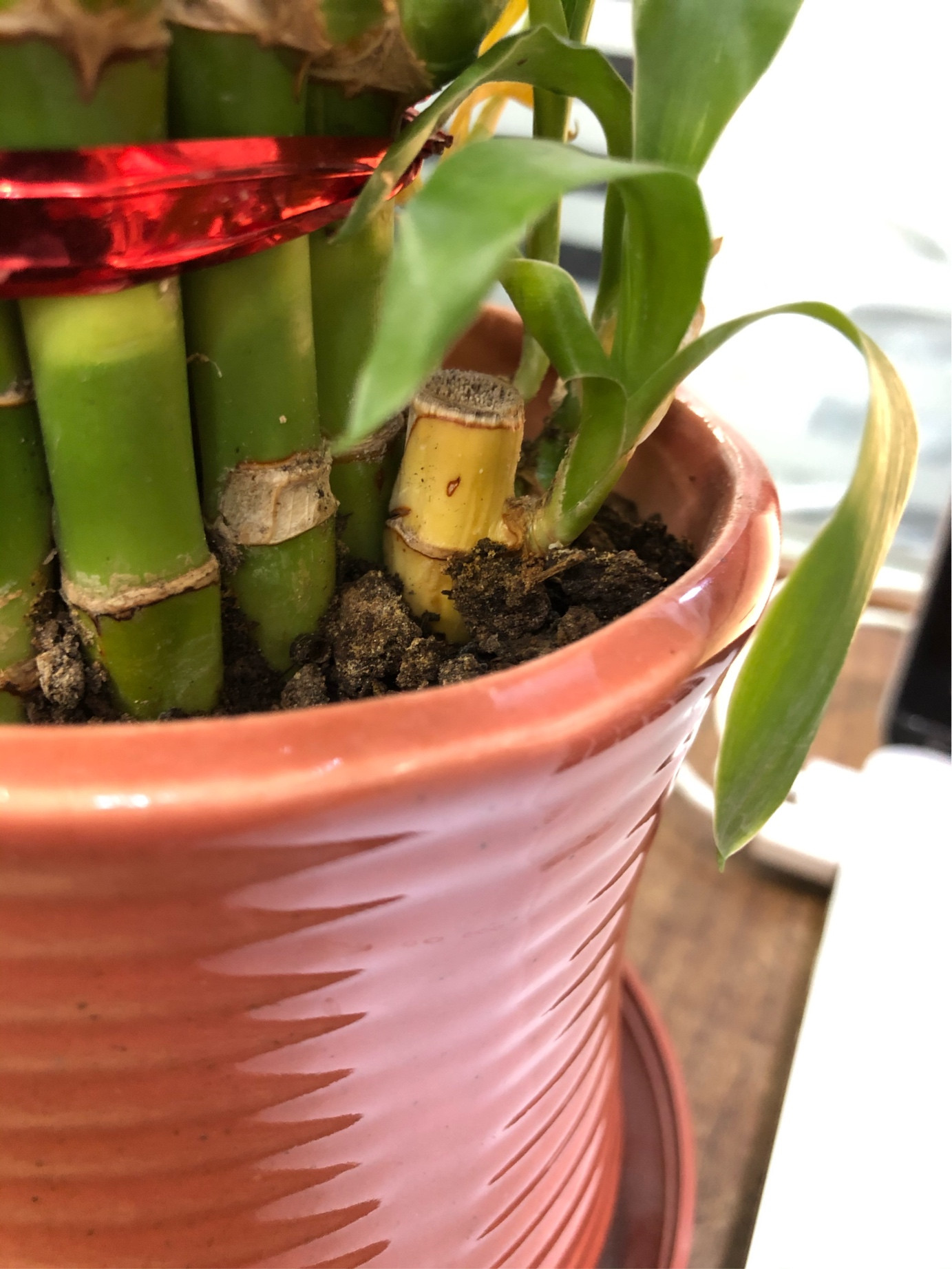 Growing Lucky Bamboo In Water / Keep the roots submerged under water