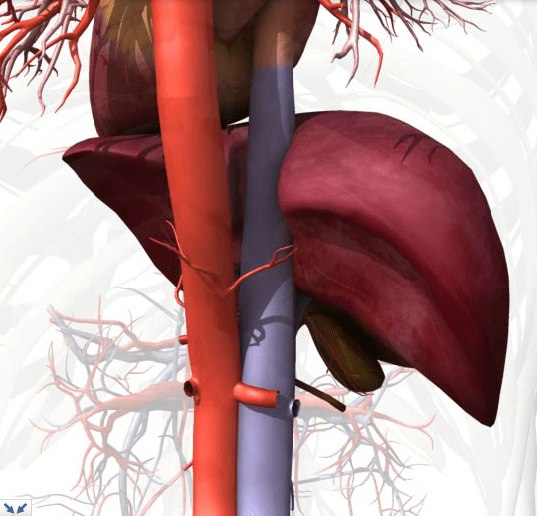 circulatory system Why does liver wrap around inferior vena cava