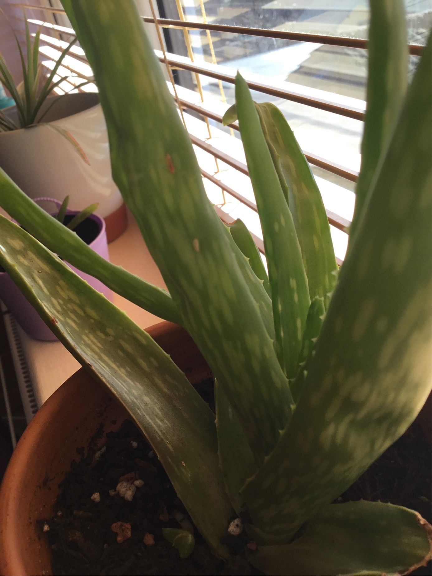 What To Do If My Aloe Vera Plant Is Dying Plantă Blog