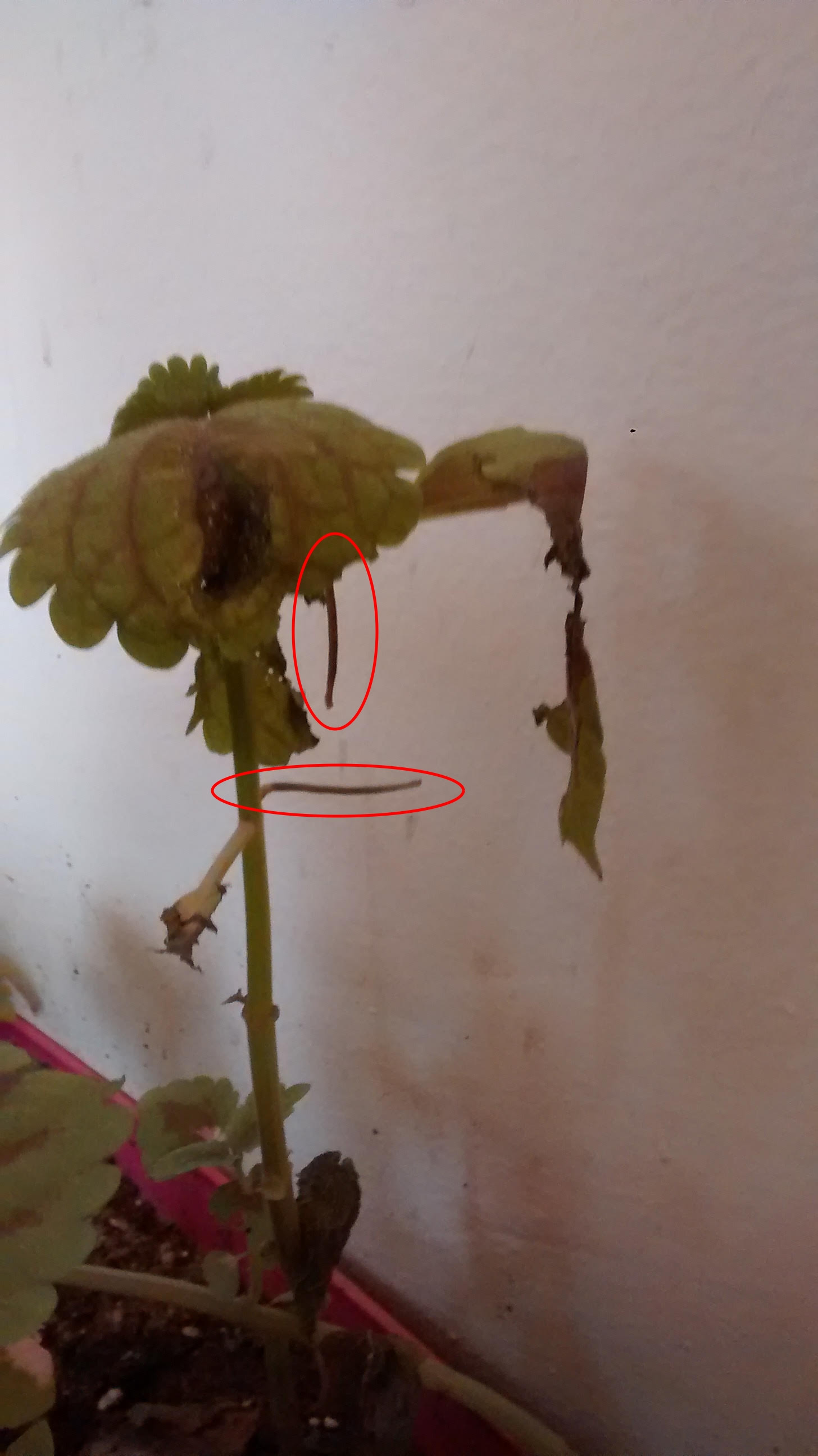 pest control Camouflaged worms on indoor plants Gardening