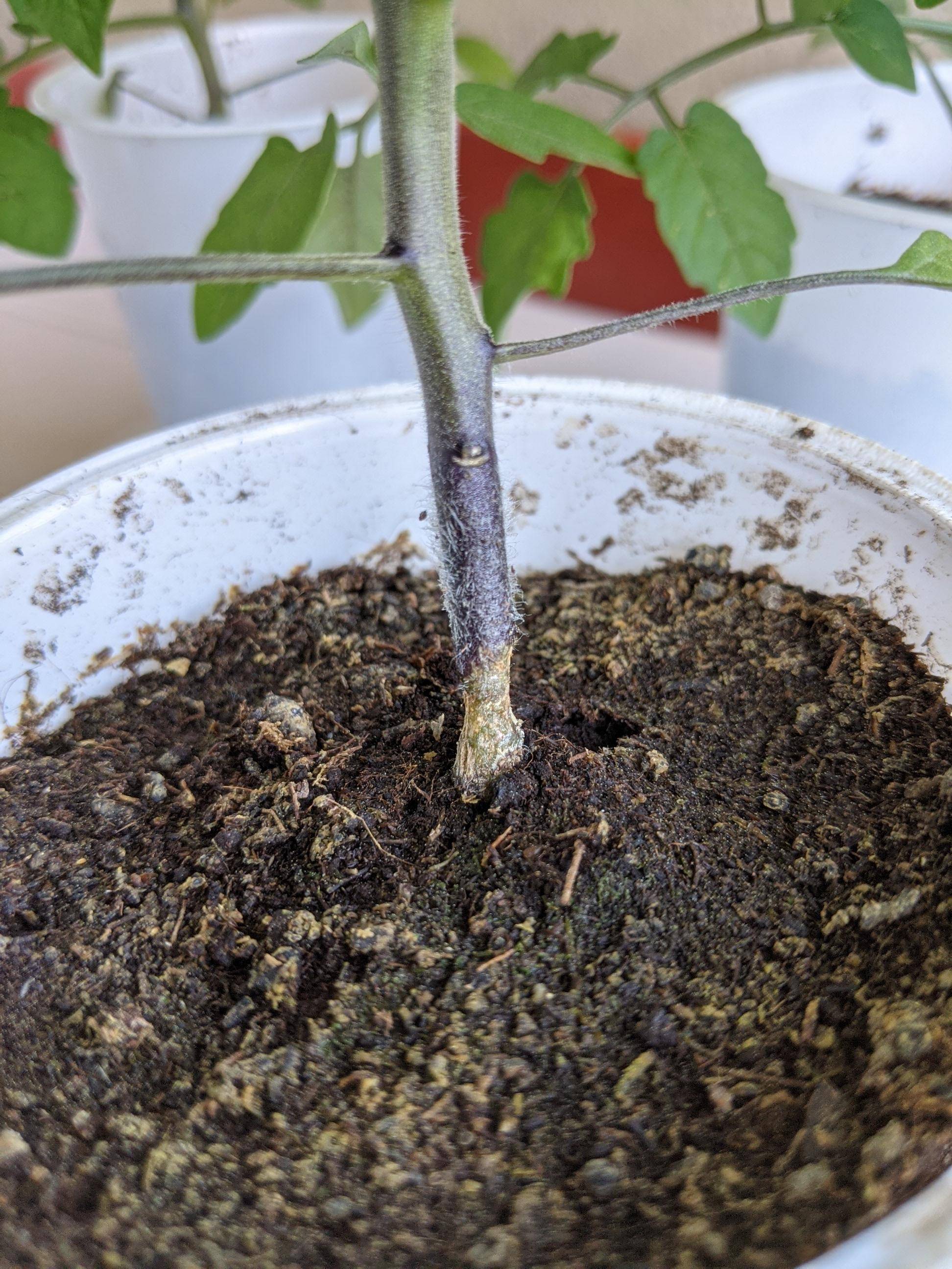 diagnosis Problem on stem base of tomatoes and peppers Gardening