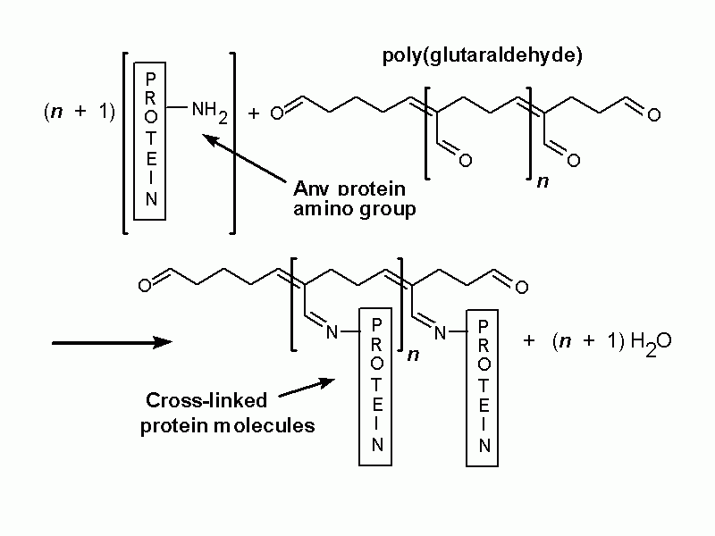 pathology How does glutaraldehyde kill bacteria? Biology Stack Exchange