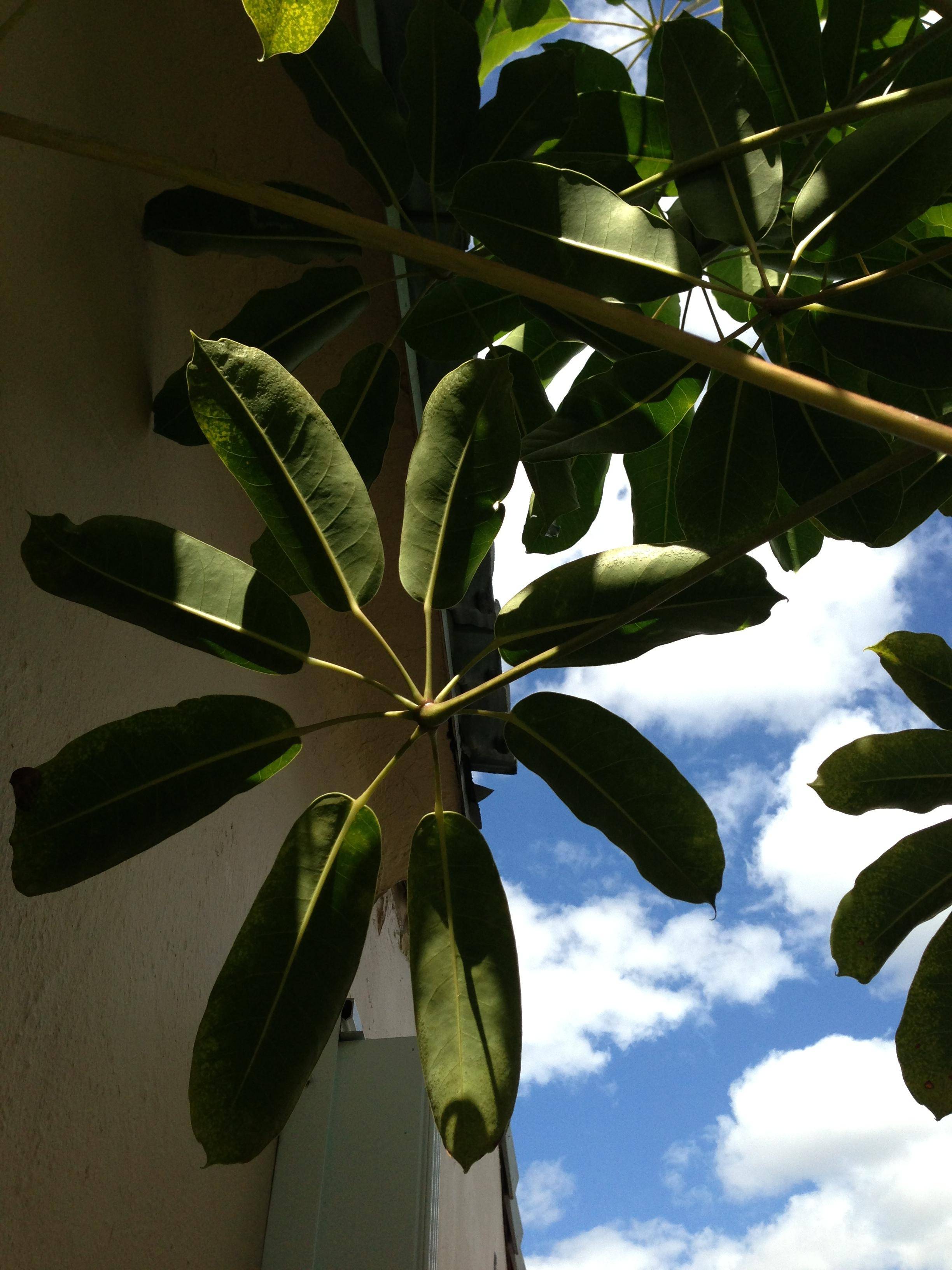 identification What is this South Florida tree? Gardening
