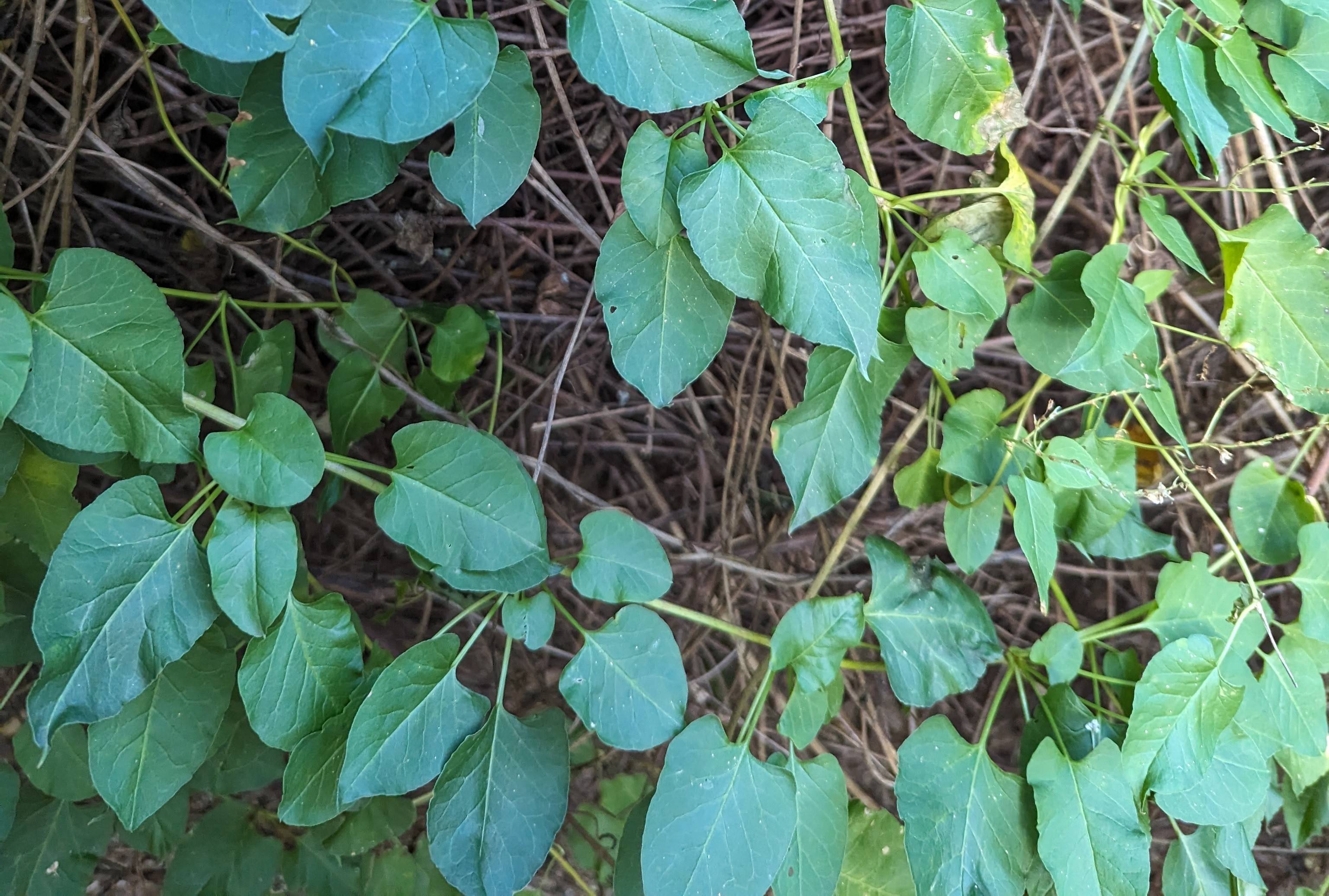 vine identification? Gardening & Landscaping Stack Exchange