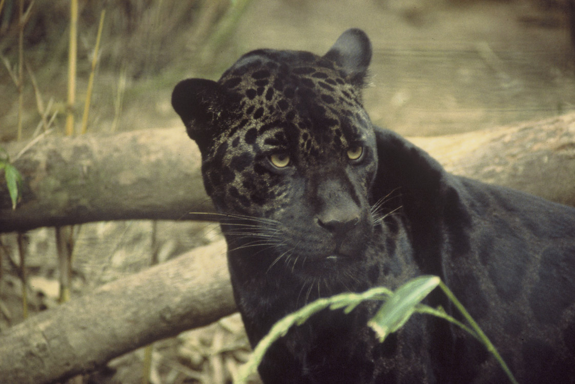 species Are black panthers the same as jaguars? Biology Stack Exchange