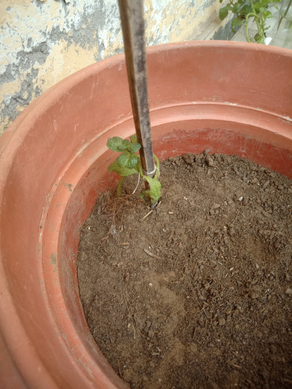 How much sunlight do these rooted mint saplings need? Gardening & Landscaping Stack Exchange