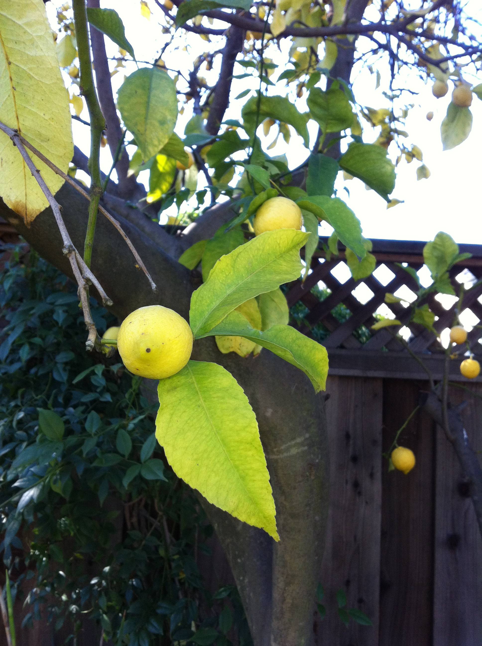 diagnosis How should a lemon tree with yellowing leaves, peeling bark