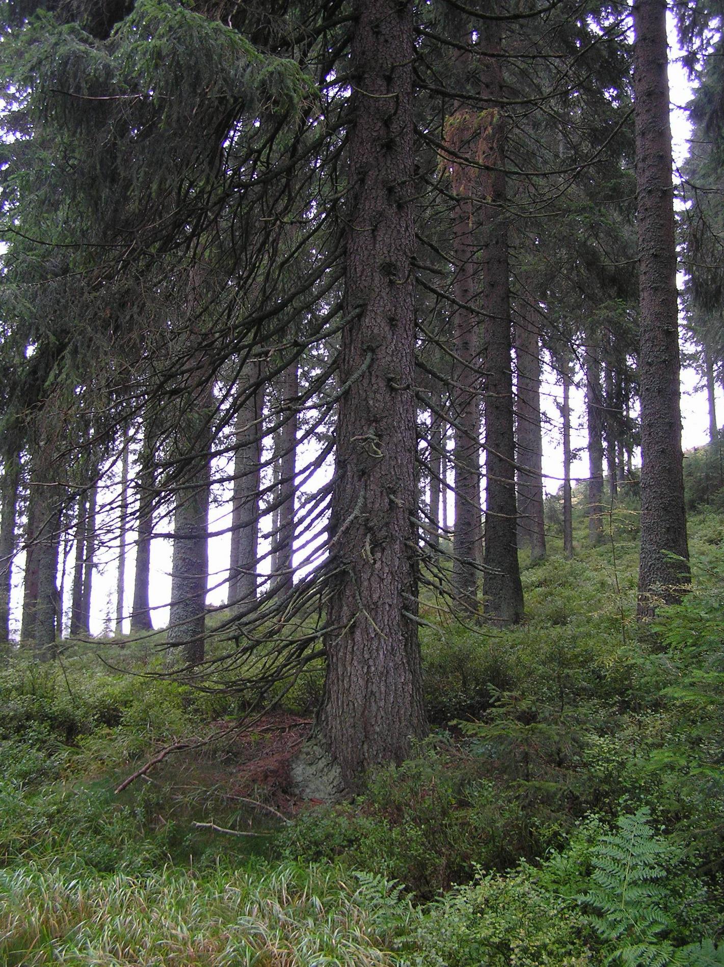 trees Very few needles on lower spruce branches Gardening