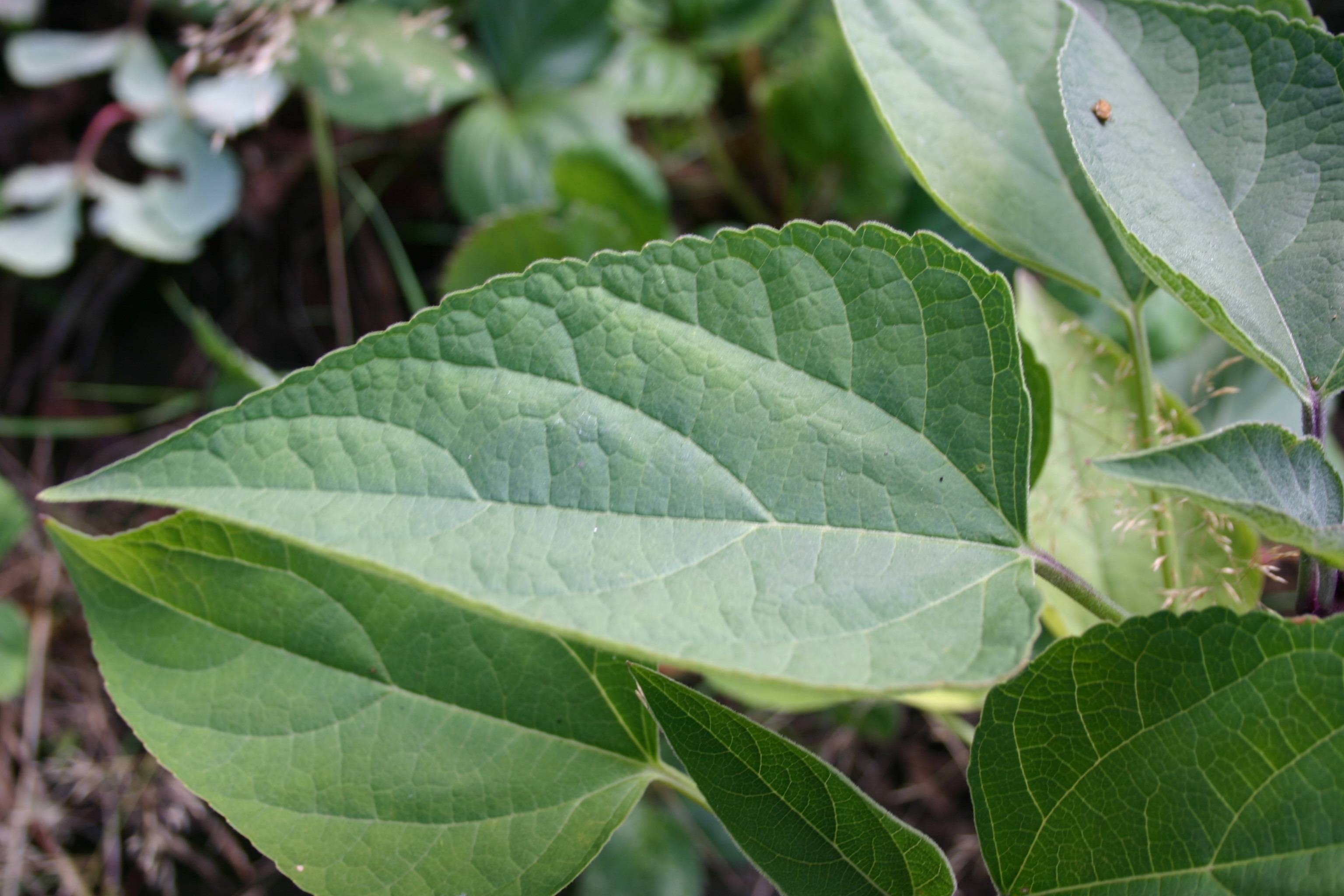 identification What is this young shrub with opposite ovate, crenate leaves and reddish stems