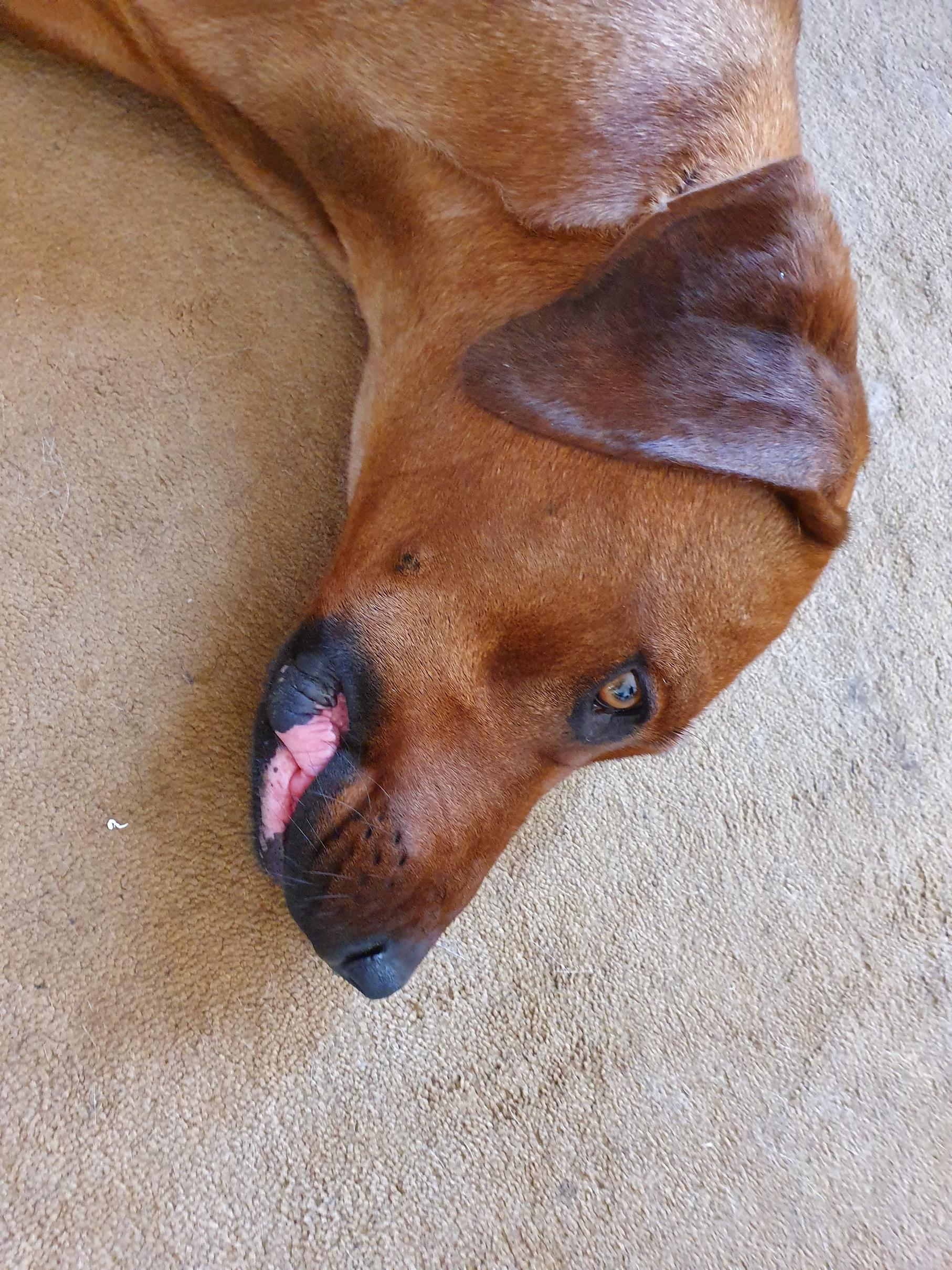 health My dogs lips and gums are changing color Pets Stack Exchange
