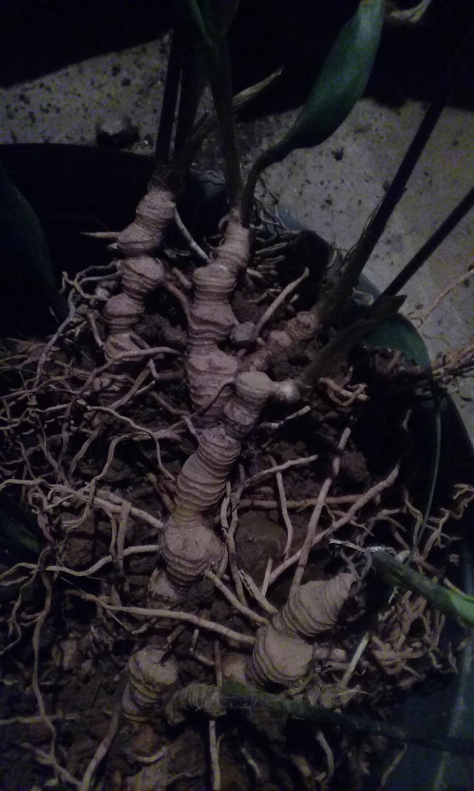 identification What plant looks like a Peace Lily but has no flowers