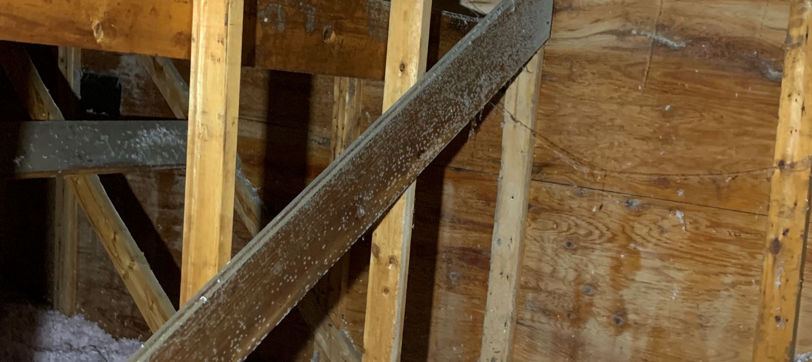 Could these white fluffy spots on the wood in my attic be be mold