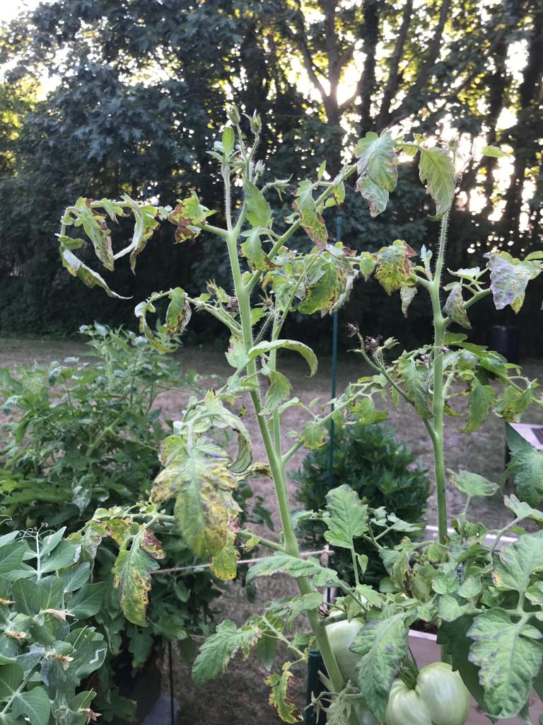 Oldest Tomato Plant What's happening to my cherry tomato plants