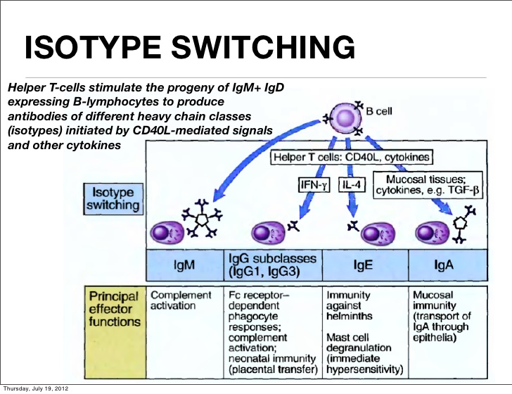 immunology IgAs in an immune system vaccined intramuscularly against