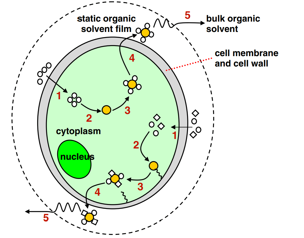 In solvent extraction from plant cells, what is the static organic