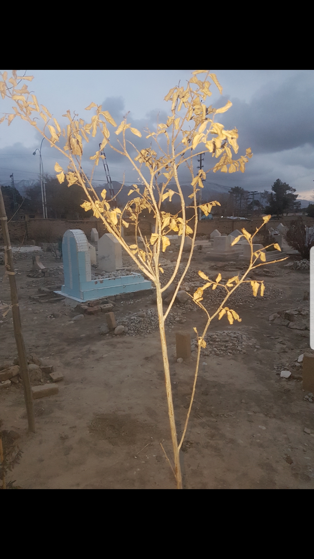winter Why is this tree refusing to shed its dead leaves? Gardening