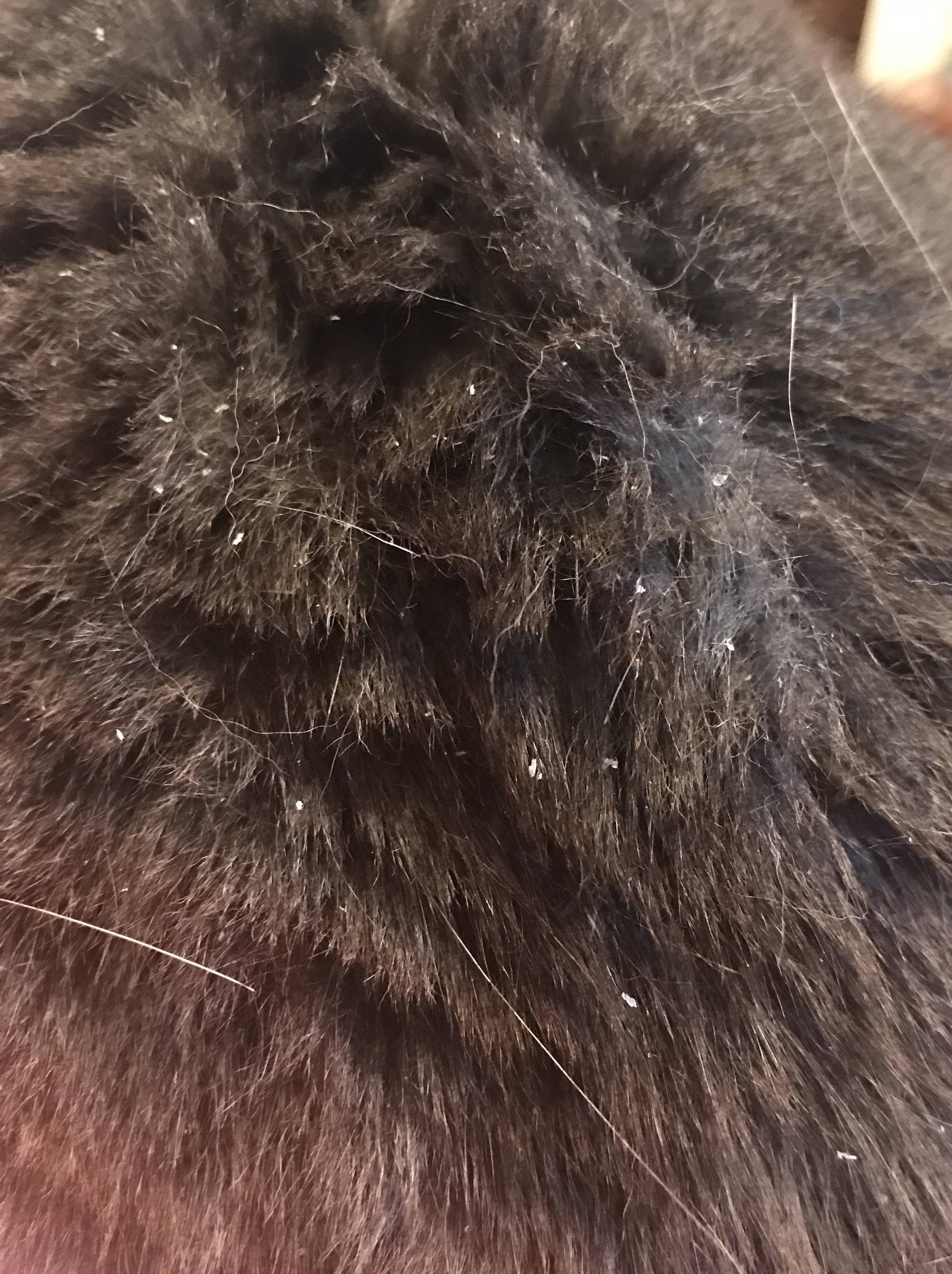 health Dandruff with male cat Pets Stack Exchange