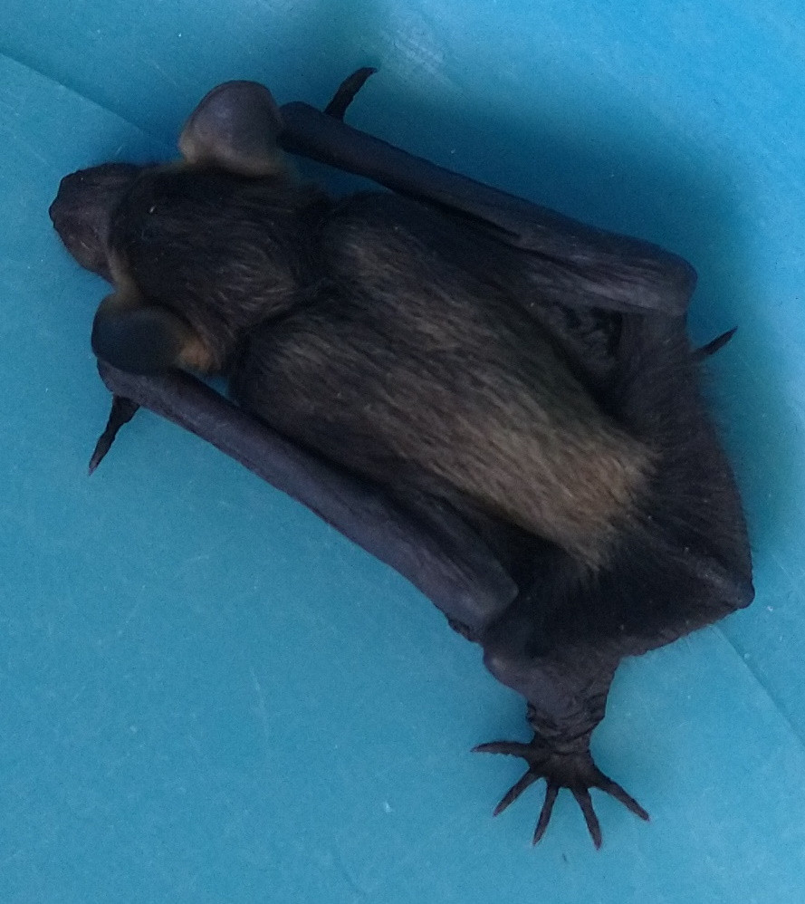 animals - Is this a baby bat and what should I have done? - The Great