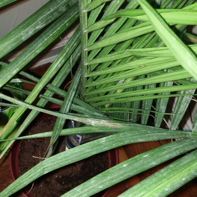 diagnosis Why is my Majesty palm getting dried out, when the soil is