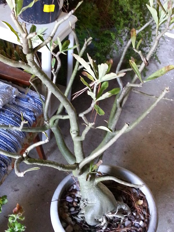 diagnosis What is wrong with this desert rose and how can I cure it