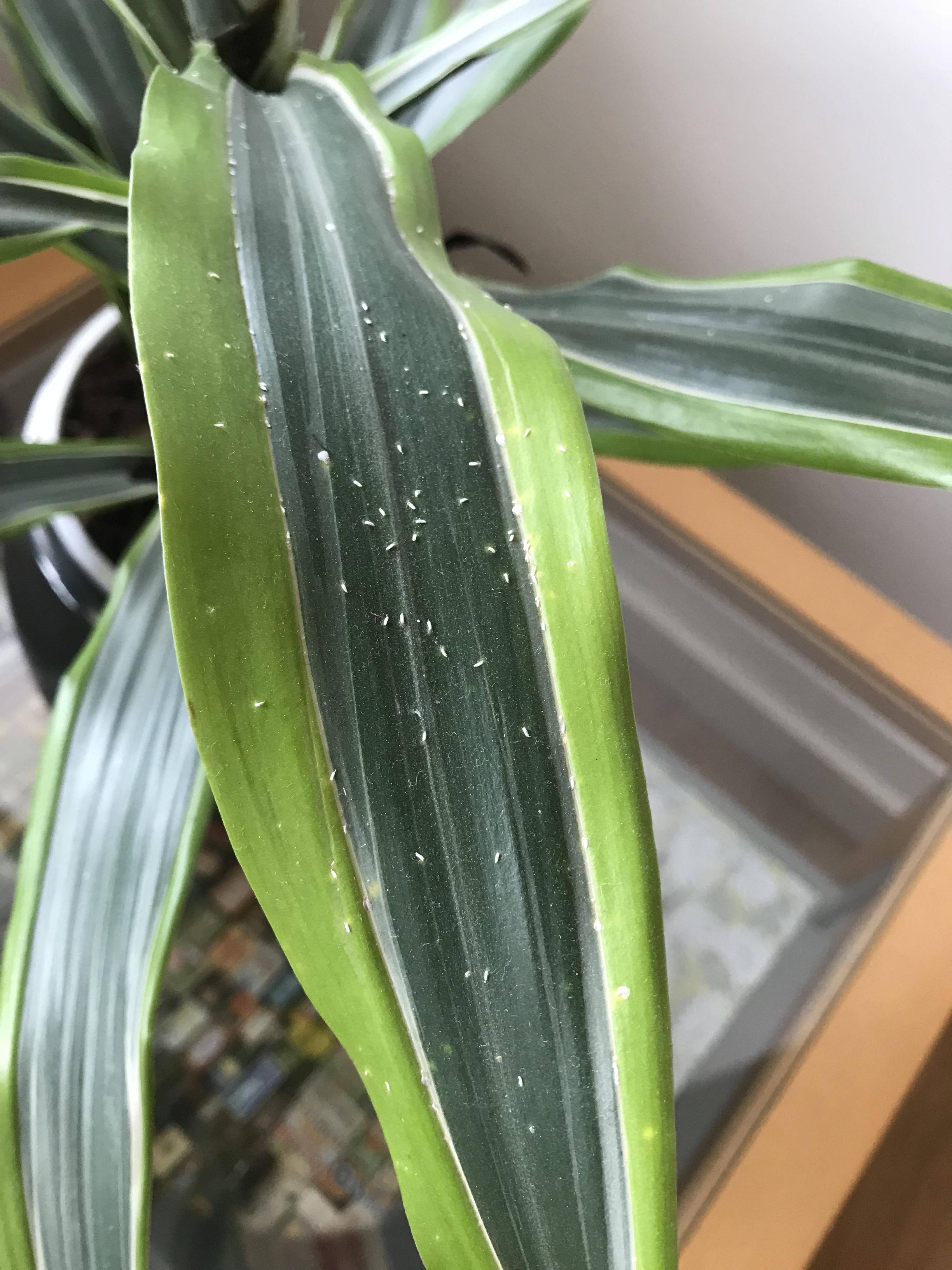 diagnosis What is the white residue spreading across my dracaena and