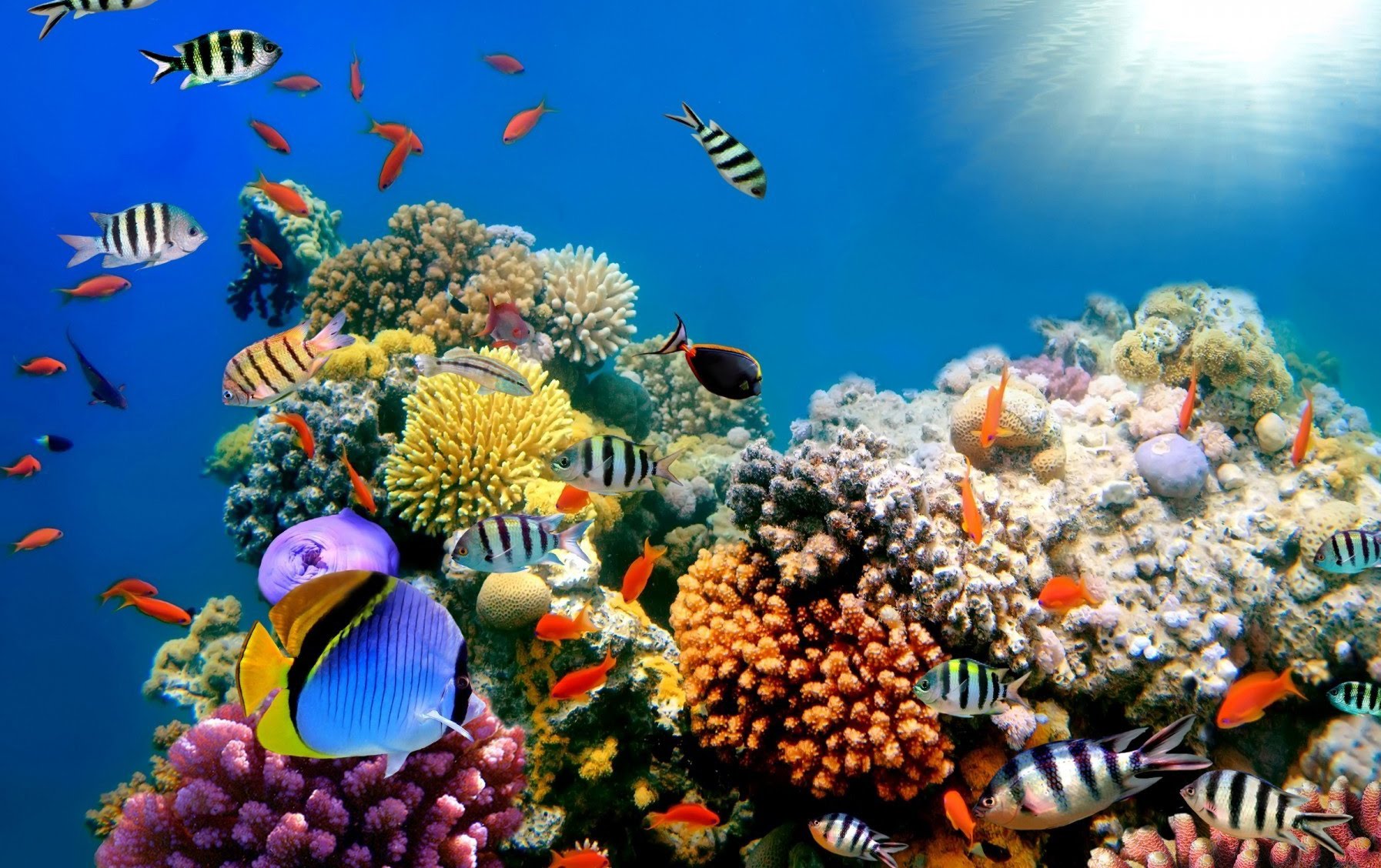 vacations Reefs for scuba diving or snorkelling, where there is
