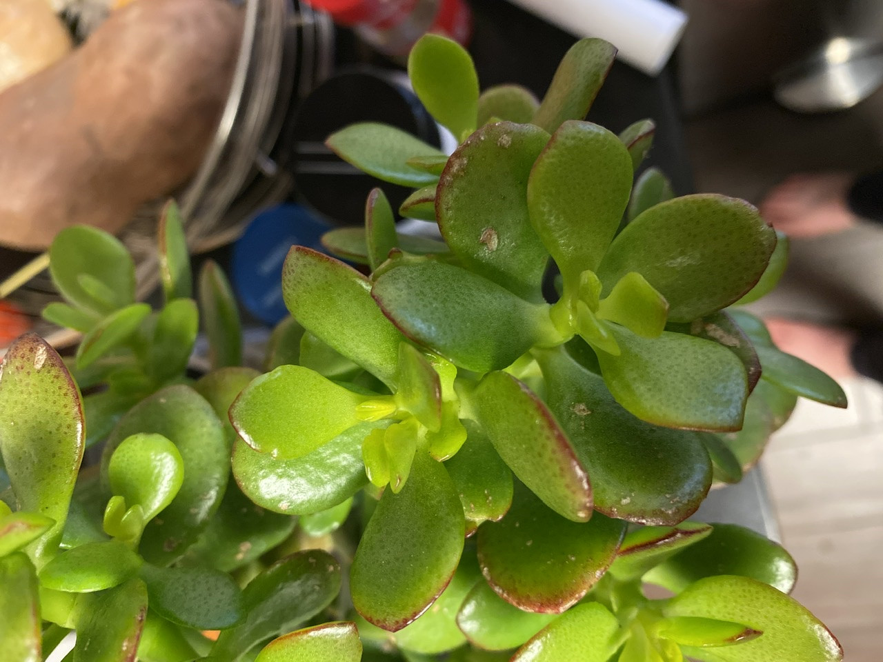 White spots / pits on Jade leaves Gardening & Landscaping Stack Exchange