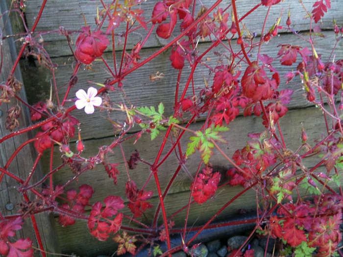 identification What is the name of this weed with red/green leaves