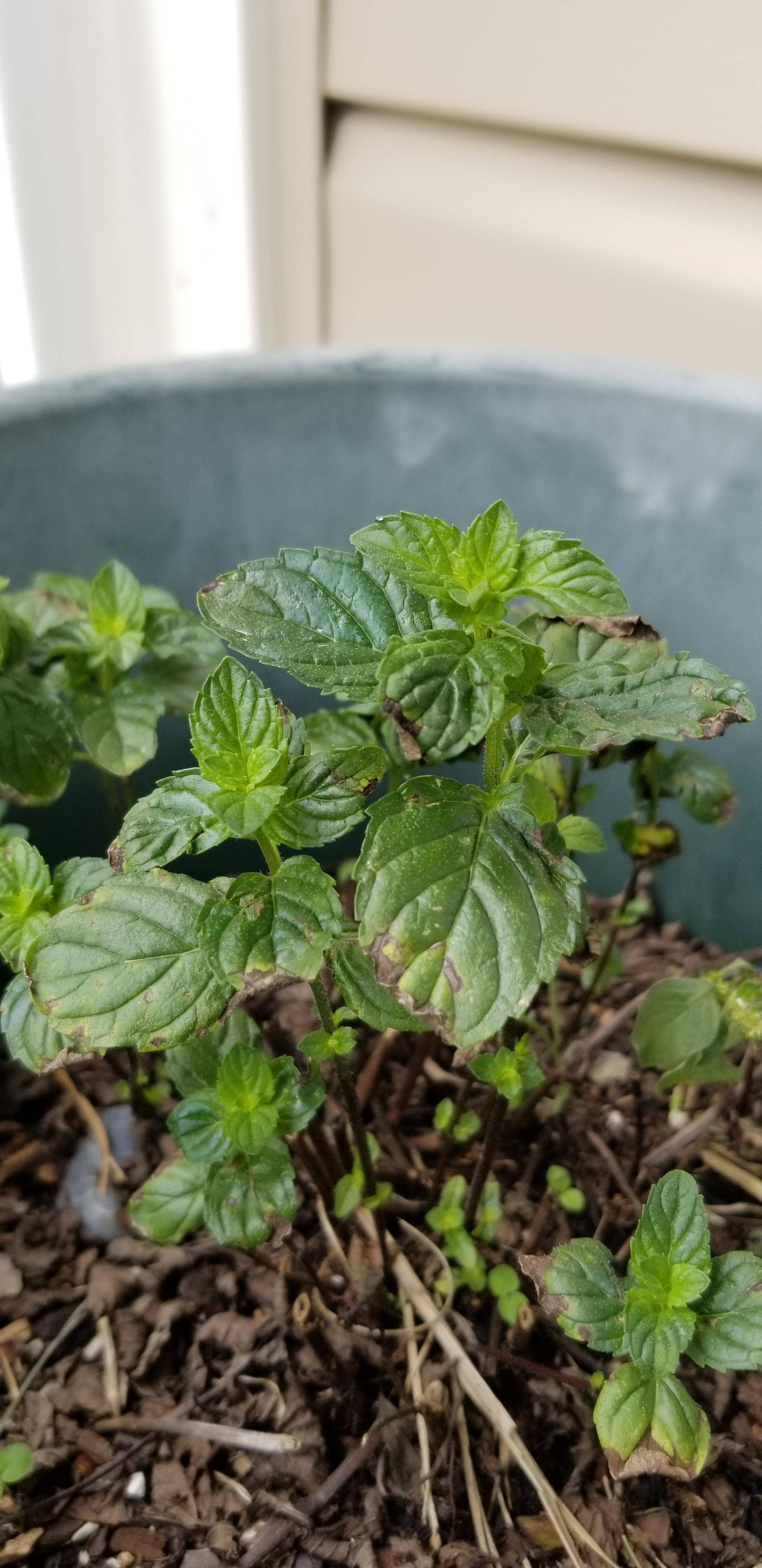 Is this mint infected/dying/salvageable/reviveable? Gardening