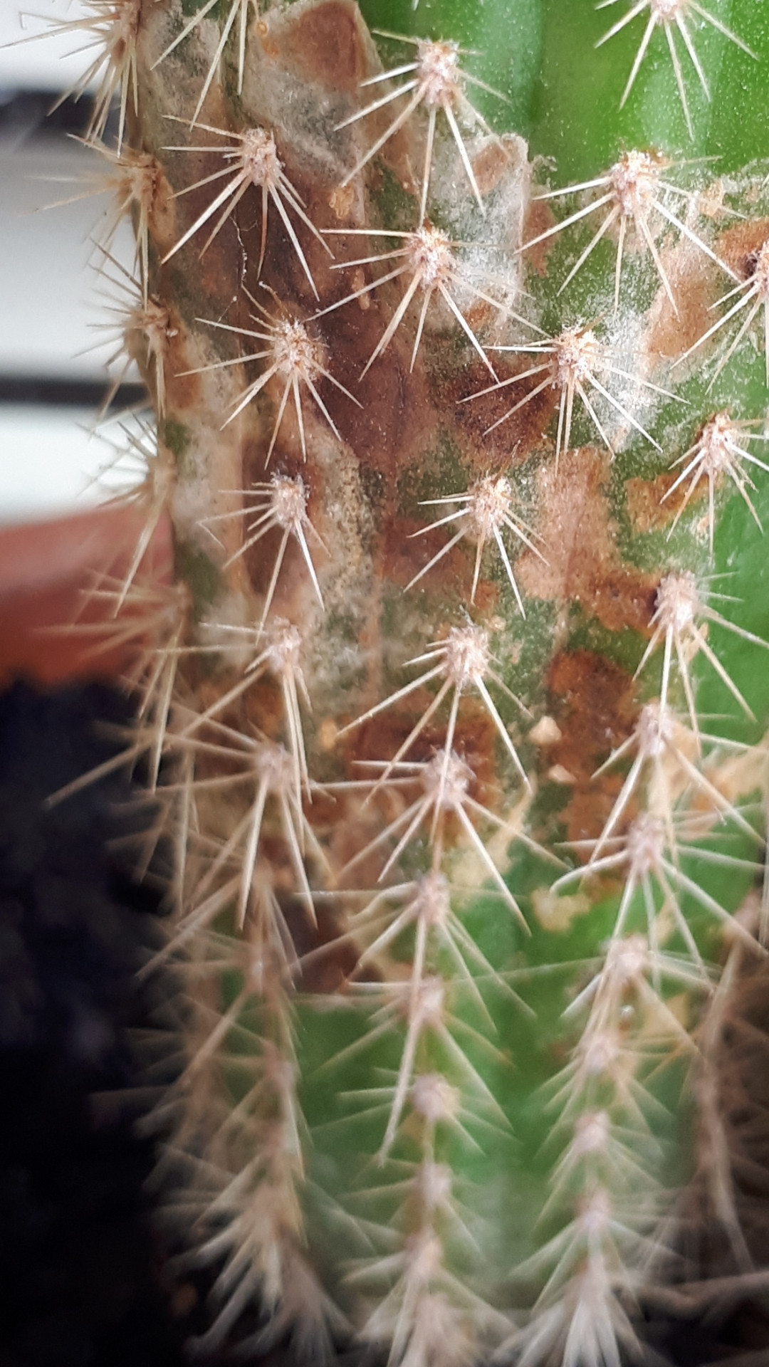Brown Spots On Cactus Plants
