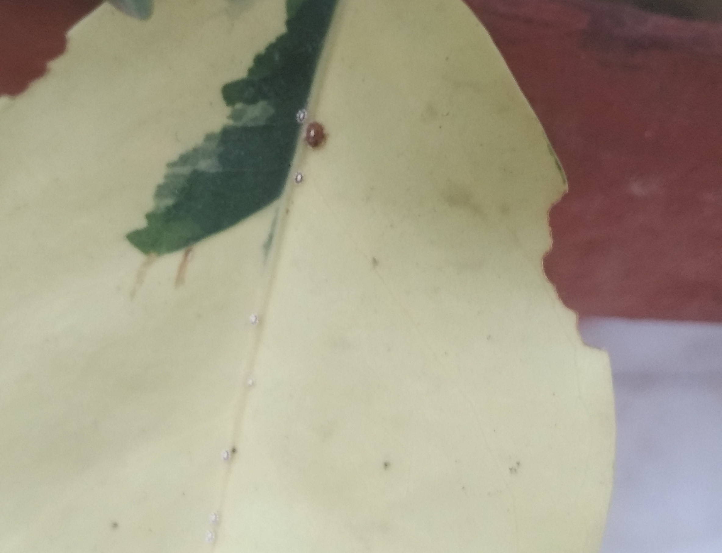 identification Should I remove the tiny, cute, white and red bugs